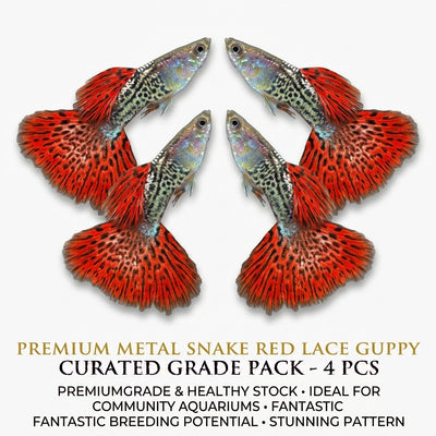 Metal Snake Red Lace Guppy Male 4PCS Combo Deal