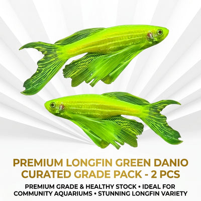 LongFin Green Danio 2PCS Combo Deal