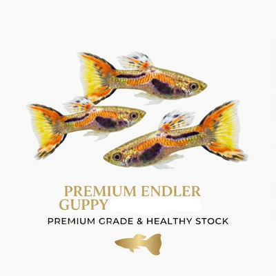 Endler Guppy 4PCS Combo Deal