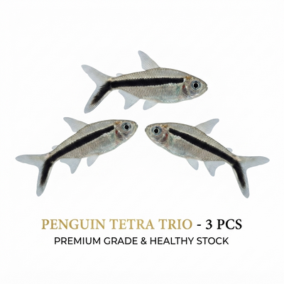 Penguin Tetra 3PCS Combo Deal