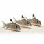 Julii Corydoras 3PCS Combo Deal