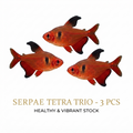 Serpae Tetra 5PCS Combo Deal