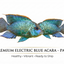 Electric Blue Acara 2PCS Combo Deal