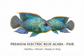 Electric Blue Acara 2PCS Combo Deal