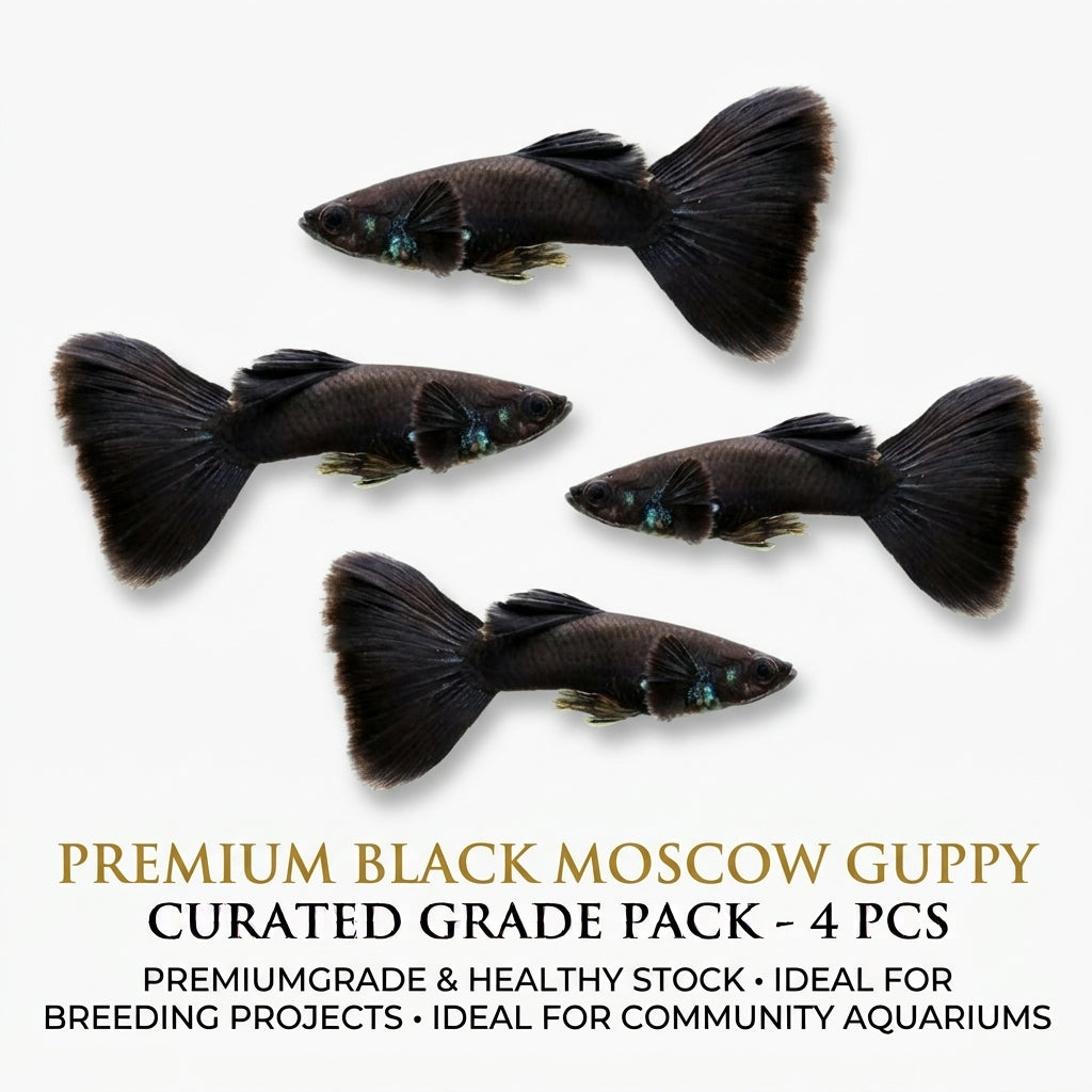 Black Moscow Guppy Male 4PCS Combo Deal