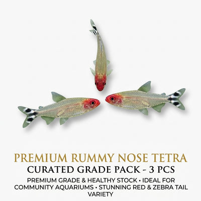 Rummy Nose 3PCS Combo Deal