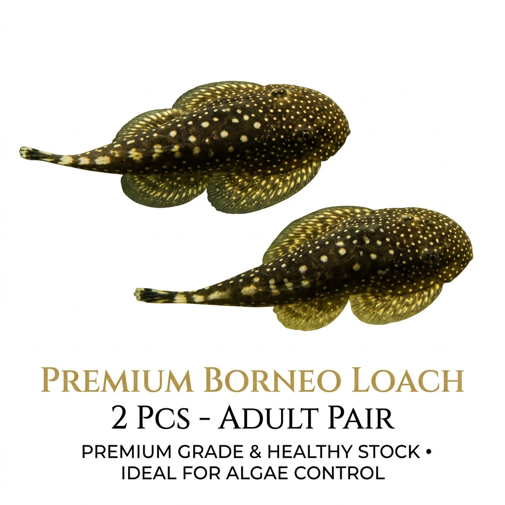Borneo Loach 2PCS Combo Deal