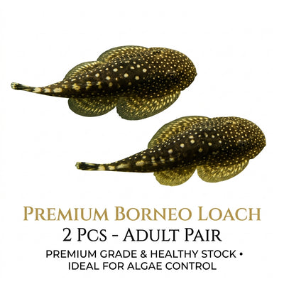 Borneo Loach 2PCS Combo Deal