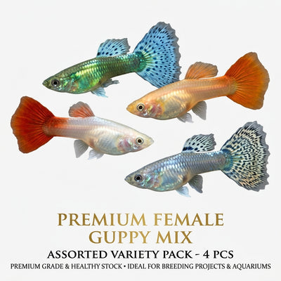 Guppy Female 4PCS Combo Deal (Mix Color)