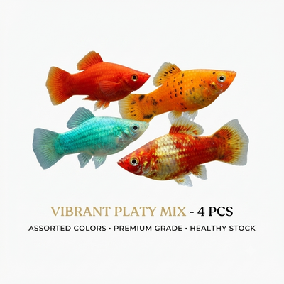 Platty 4PCS Combo Deal (Mix)