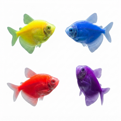 German Tetra 4PCS Combo Deal (Mix Color)