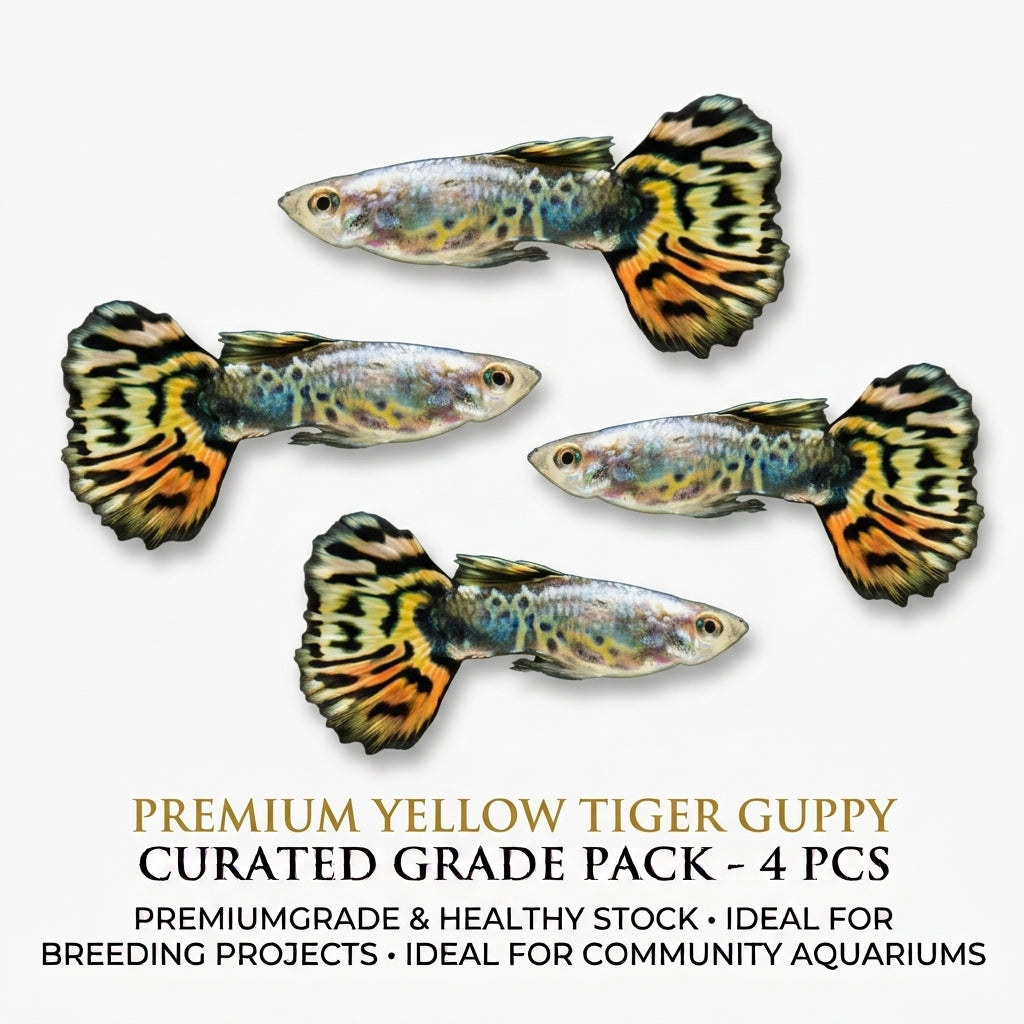 Yellow Tiger Guppy Male 4PCS Combo Deal