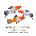 Kohaku Sword Tail 3PCS Combo Deal