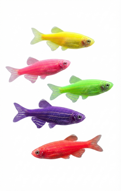 Danio 5PCS Combo Deal (Mix Color)