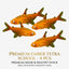 Ember Tetra 4PCS Combo Deal