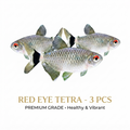 Red Eye Tetra 3PCS Combo Deal