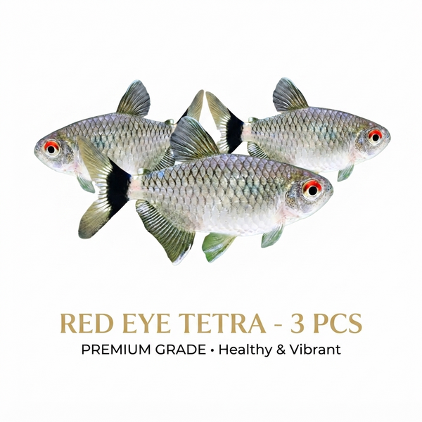 Red Eye Tetra 3PCS Combo Deal