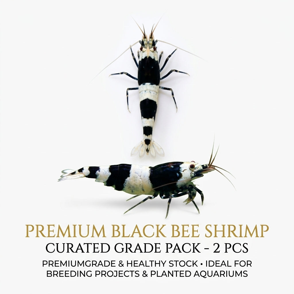 Black Bee Shrimp 2PCS Combo Deal