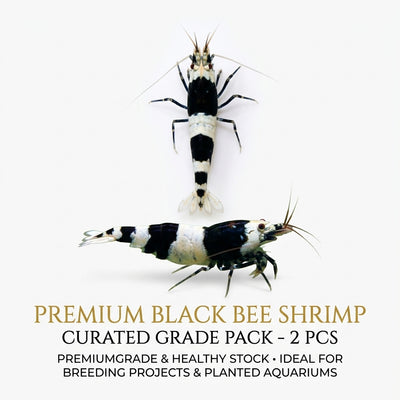 Black Bee Shrimp 2PCS Combo Deal (1-1.3cm)