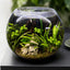 Emerald Haven Planted Bowl Full Set