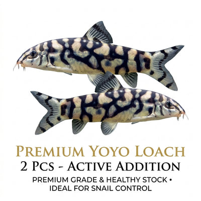 Yoyo Loach 2PCS Combo Deal (Small)