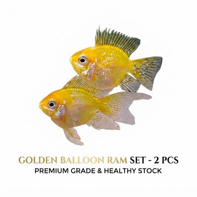 Golden Balloon Ramzy 2PCS Combo Deal