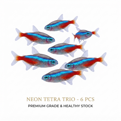 Neon Tetra 6PCS Combo Deal