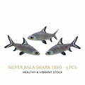 Silver Bala Shark 3PCS Combo Deal