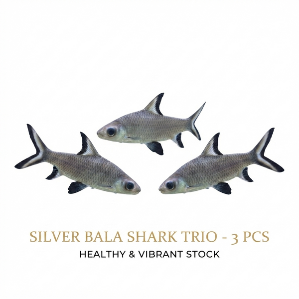 Silver Bala Shark 3PCS Combo Deal