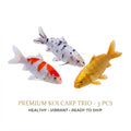 Koi Carp 3PCS Combo Deal (Mix Color)