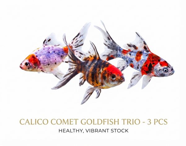 Calico Comet 3PCS Combo Deal