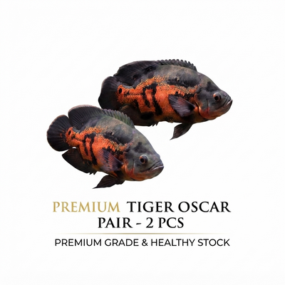 Tiger Oscar 2PCS Combo Deal (12Cm)