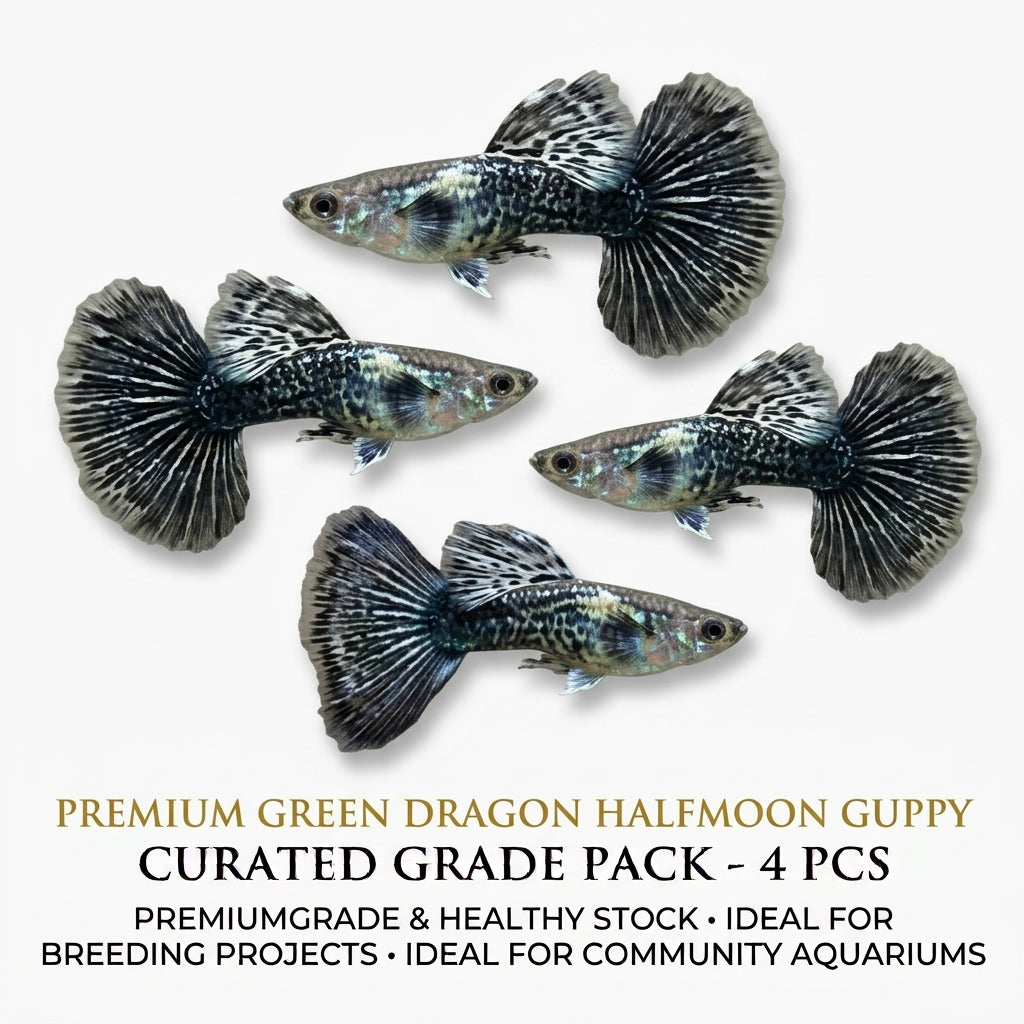 Green Dragon Halfmoon Guppy Male 4PCS Combo Deal