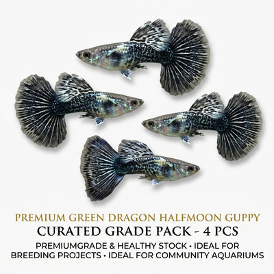 Green Dragon Halfmoon Guppy Male 4PCS Combo Deal