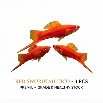 Red Sword Tail 3PCS Combo Deal