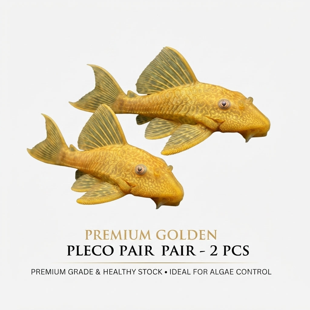 Golden Sucker Fish 2PCS Combo Deal