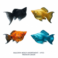 Balloon Molly 4PCS Combo Deal (Mix)