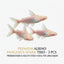 Albino Pengasius Shark 3PCS Combo Deal