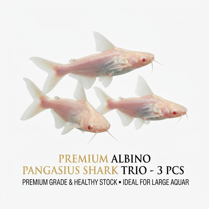 Albino Pengasius Shark 3PCS Combo Deal