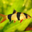 Clown Loach