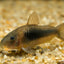 Bronze Corydoras 3PCS Combo Deal
