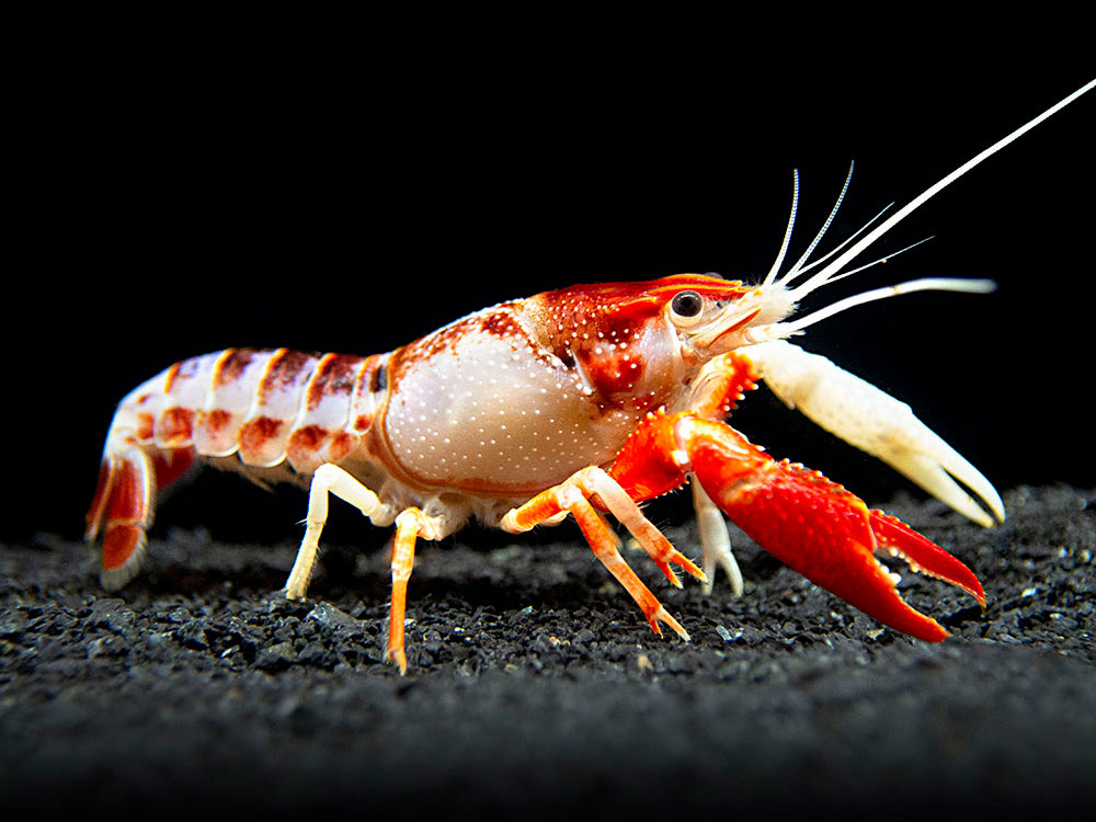Laster Fish LOBSTER – Aquatic Vision Aquarium