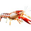 Lobster