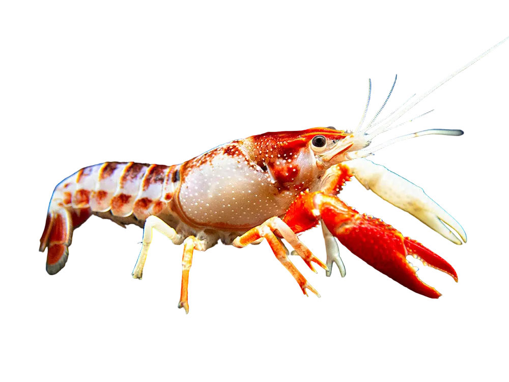 Lobster