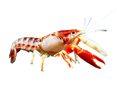 Lobster