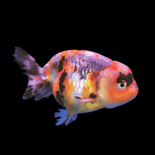 CALICO RANCHU GOLD
