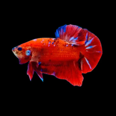 بيتا العملاقة