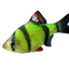Tiger Barb Fish, 3.5 cm