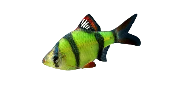 Tiger Barb Fish, 3.5 cm