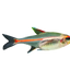 Glow Light Tetra 6PCS Combo Deal